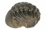 Wide, Bumpy Enrolled Morocops Trilobite #125153-1